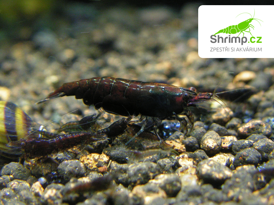 Chocolate 10 ks - Neocaridina davidi