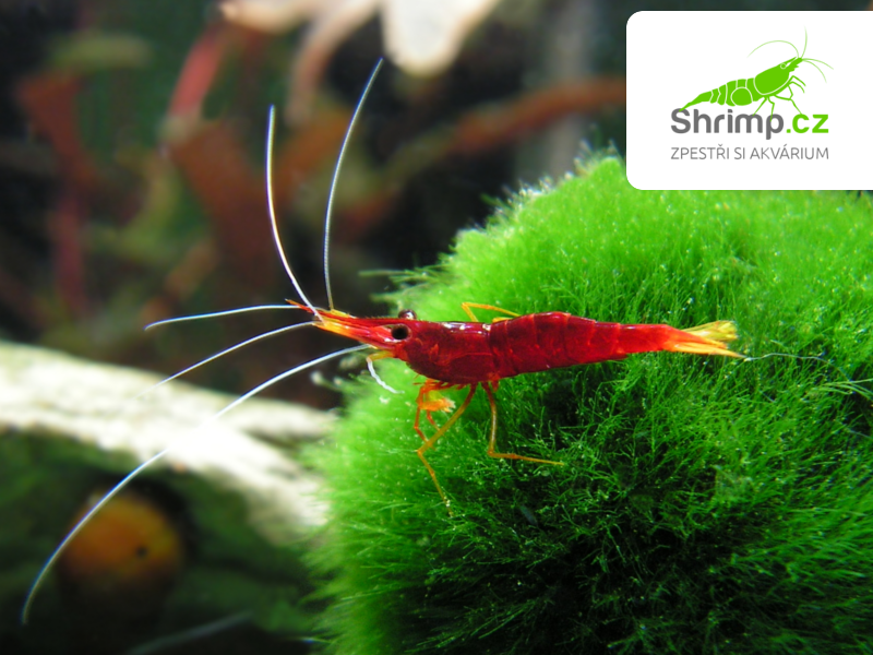 Sulawesi Yellow Nose - Caridina spinata