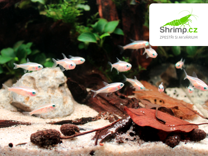 Neonka zlatá 20 ks - Paracheirodon innesi sp. Gold