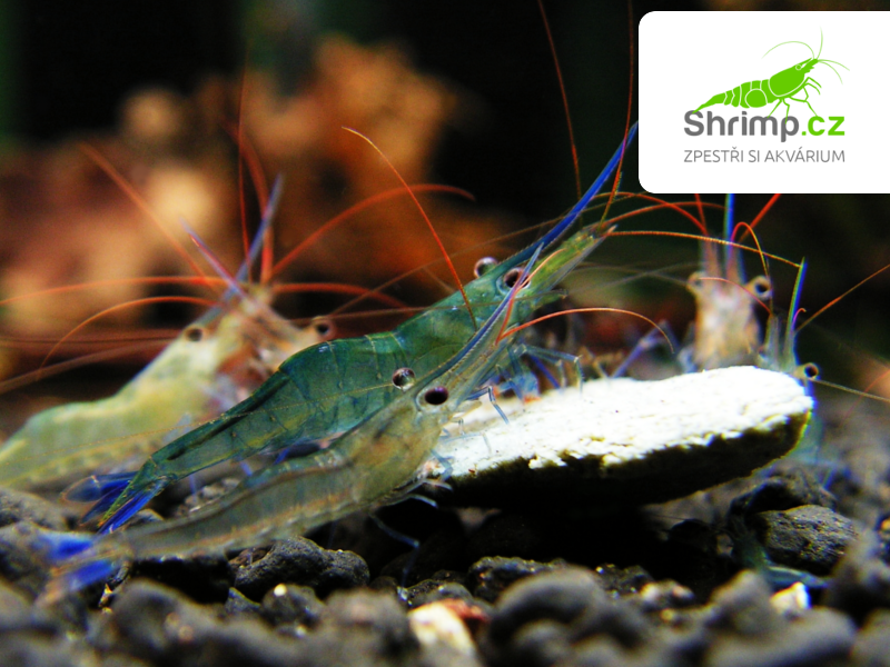 Krevetka Blue Leg Poso 20 ks - Caridina caerulea