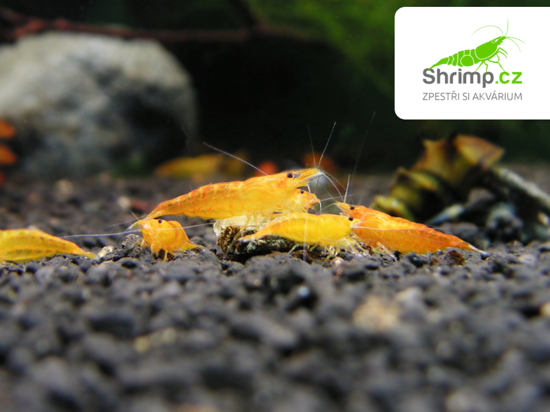 Orange 20 ks - Neocaridina davidi