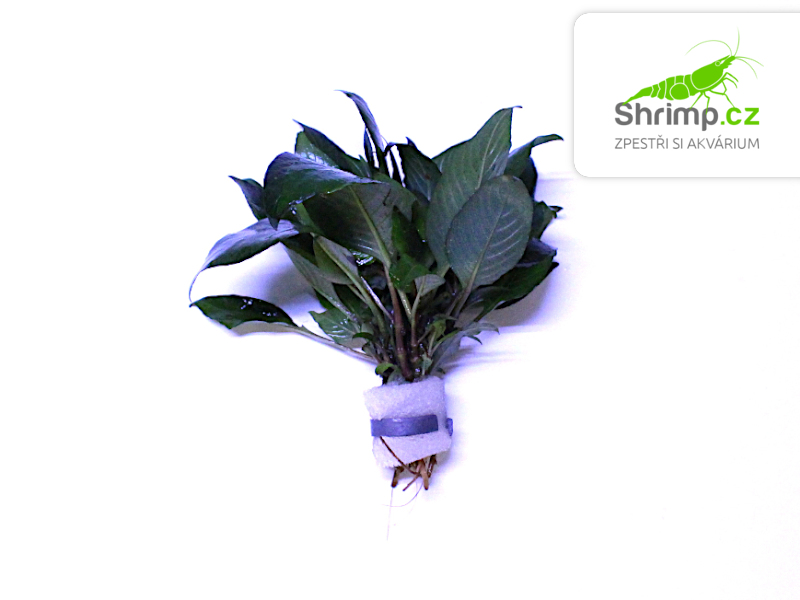 Hygrophila corymbosa - svazek
