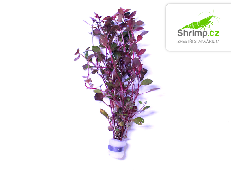 Ludwigia sp. Super Red - svazek