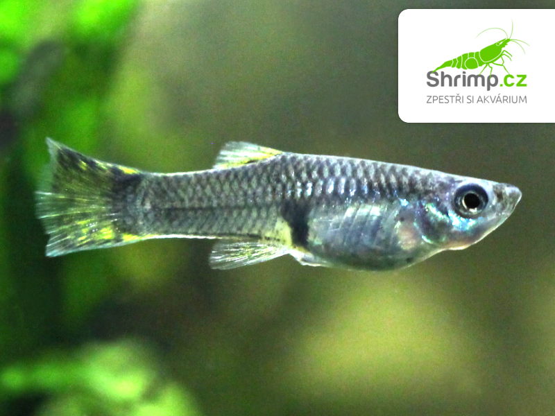 Živorodka Yellow Cobra samička