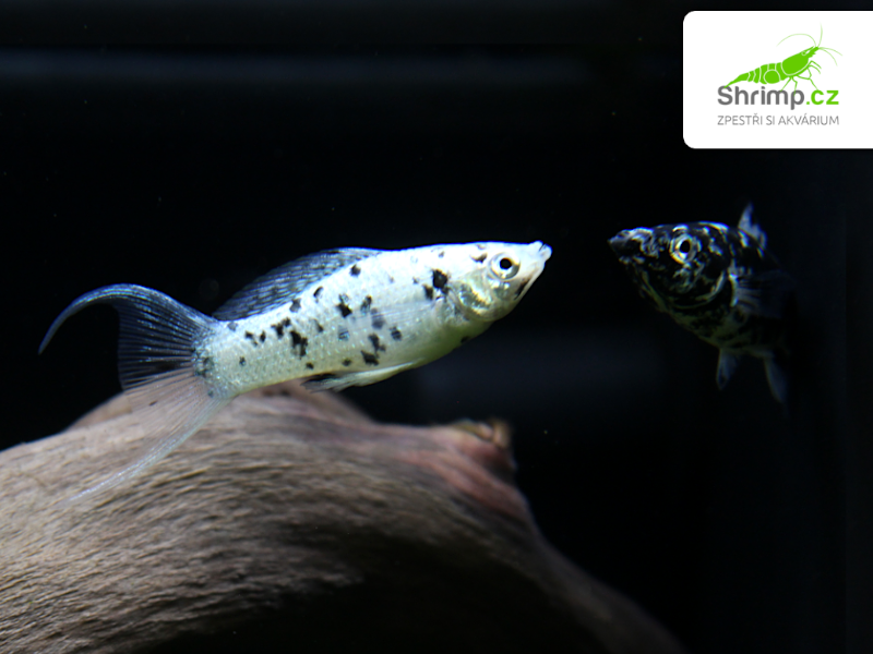 Dalmatin Molly - Poecilia latipinna 