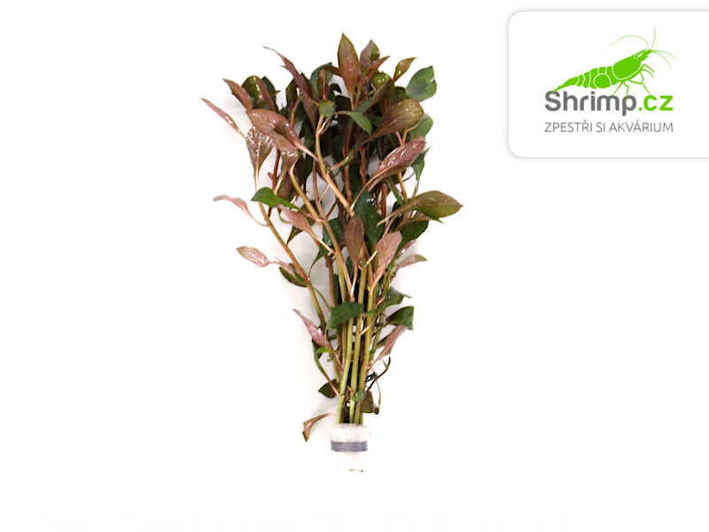 Ludwigia repens Rubin - svazek