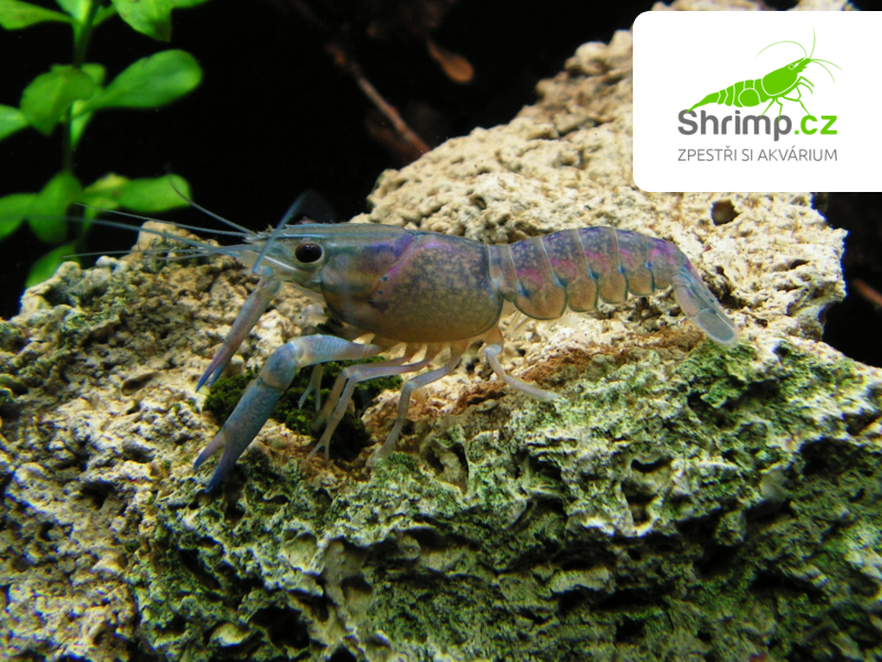Rak modrý - Cherax quadricarinatus