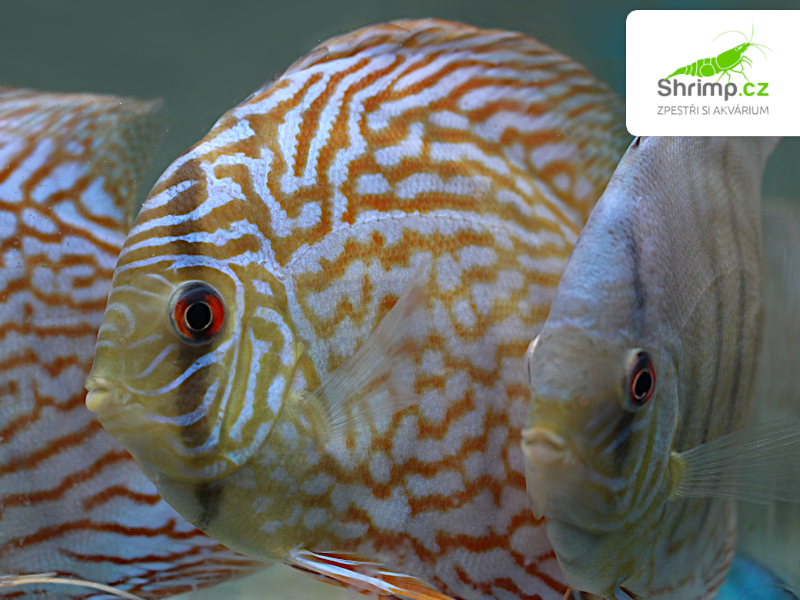 Terčovec Brilliant Turquoise 10-12 cm - Symphysodon discus