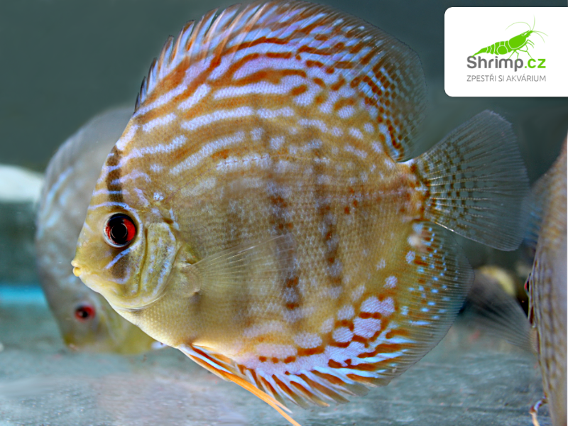 Terčovec Royal Blue 10-12 cm - Symphysodon discus