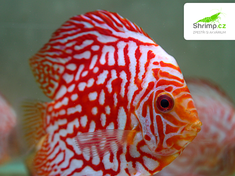 Terčovec Pigeon Checkerboard 9 cm - Symphysodon discus