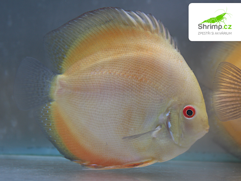 Terčovec Yellow/ Golden Melon 10-12 cm - Symphysodon discus