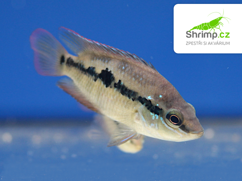 Kančík Salvinův (4-5 cm) - Cichlastoma salvini Red