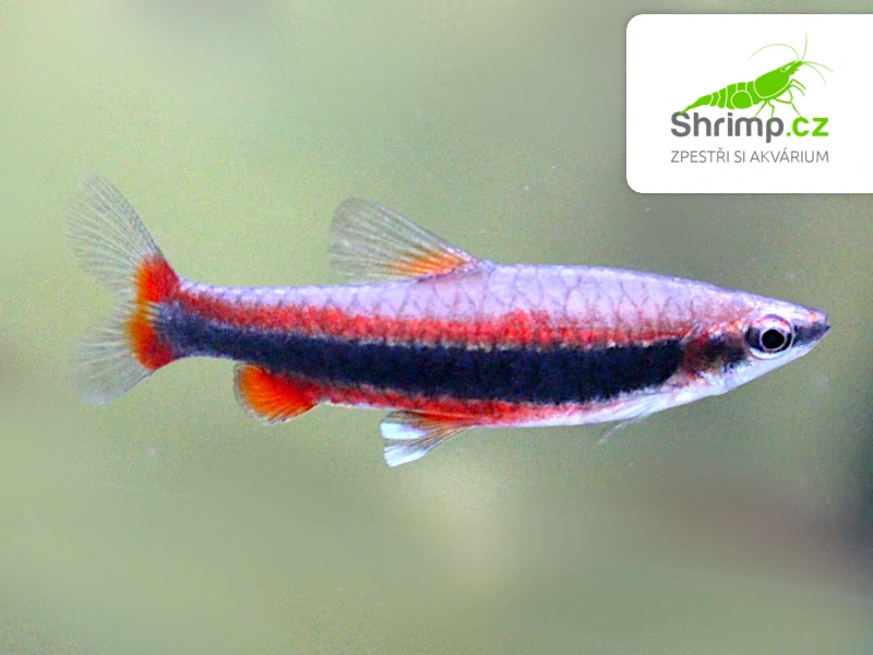 Drobnoústka pruhovaná - Nannostomus beckfordi