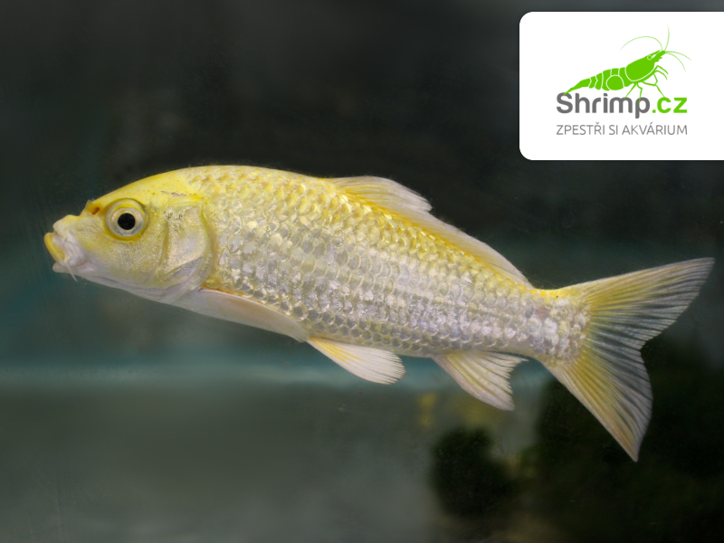 Koi kapr Yamabuki Ogon 14-16 cm – Cyprinus carpio