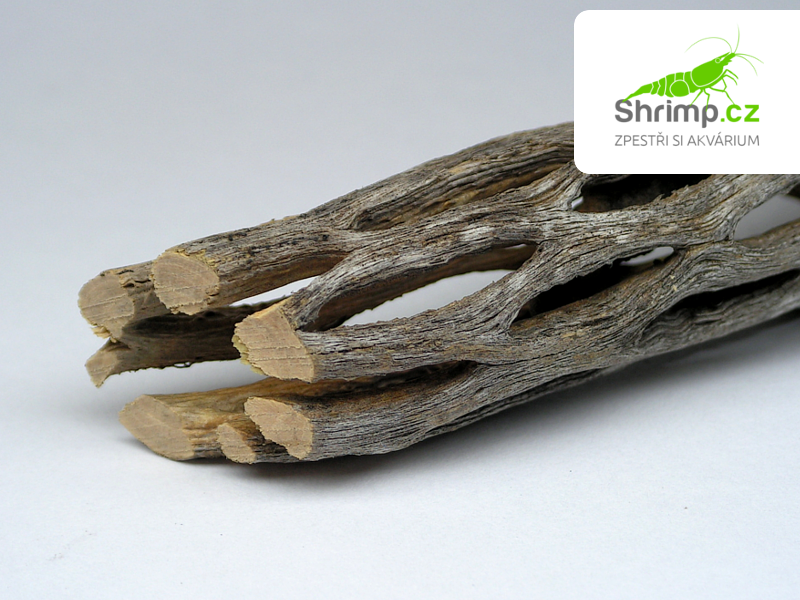 Cholla wood 15 cm - kaktusové dřevo