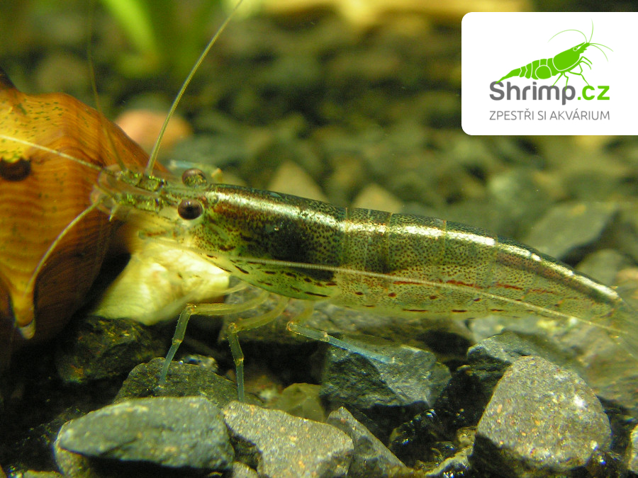Kreveta Amano XL - Caridina Japonica