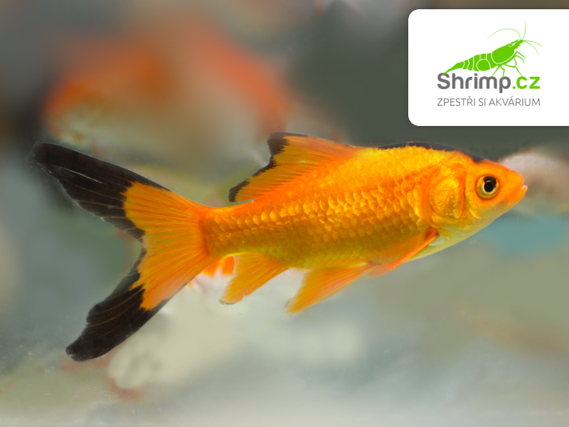 Karas černo-oranžový 10-12 cm - Carassius auratus