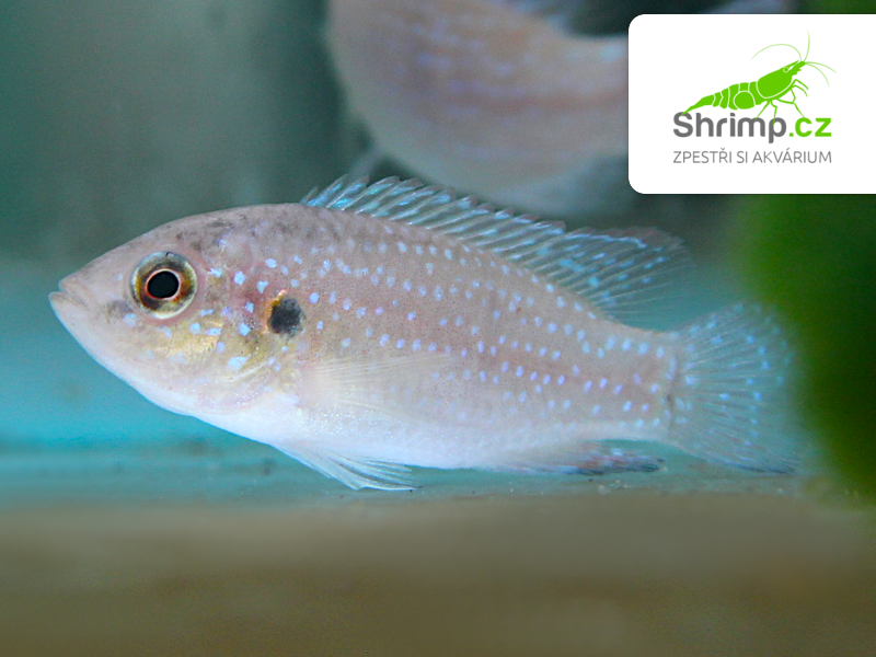 Perlovka rudá – Hemichromis lifalili