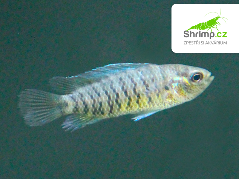 Ostnáč modrý - Badis badis