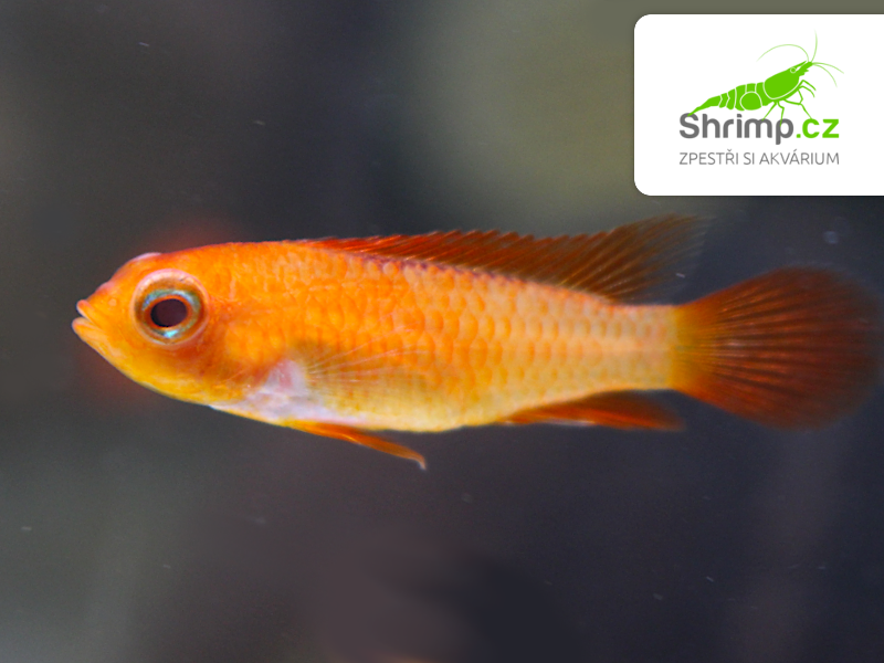Cichlidka Agassizova fire red