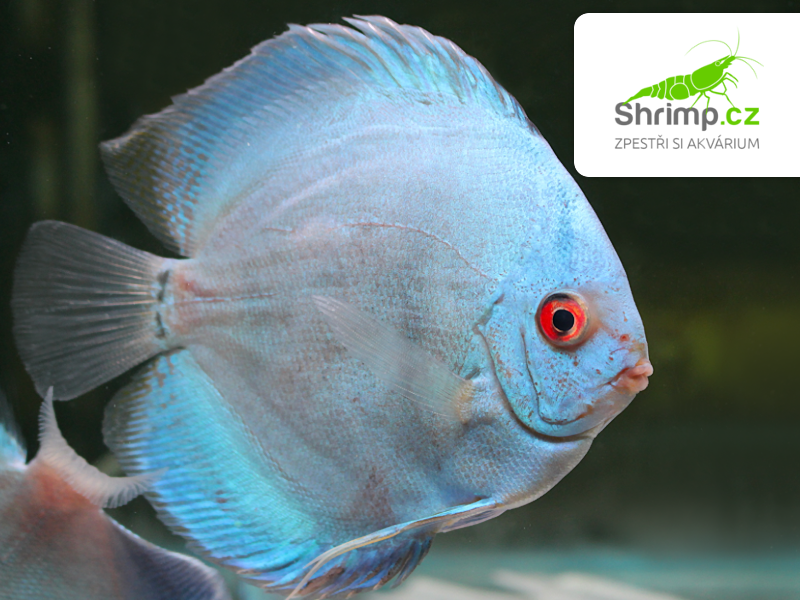 Terčovec Blue Diamond 10-12 cm - Symphysodon discus