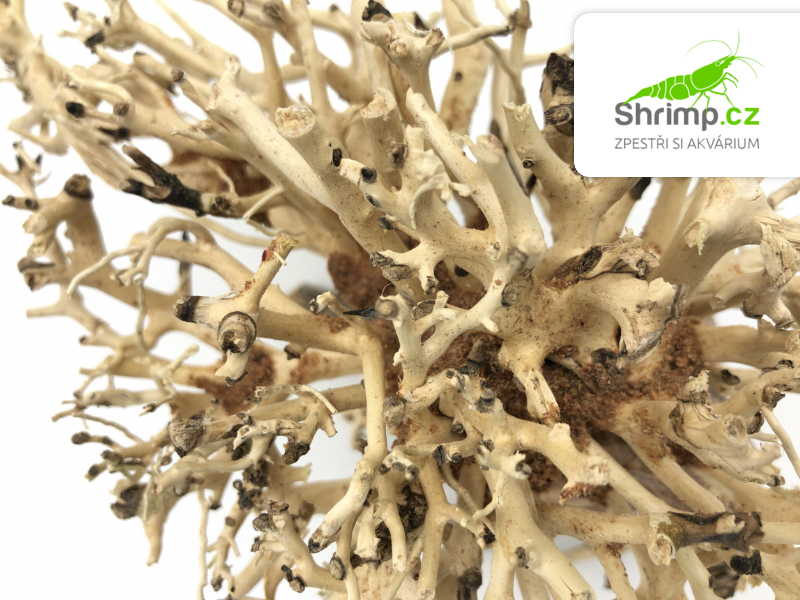 Bonsai Driftwood 15 x 12 x 13 cm (10.)