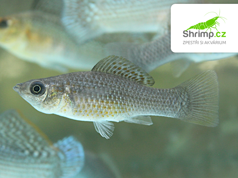 Živorodka velkoploutvá Green 6-7 cm - Poecilia velifera