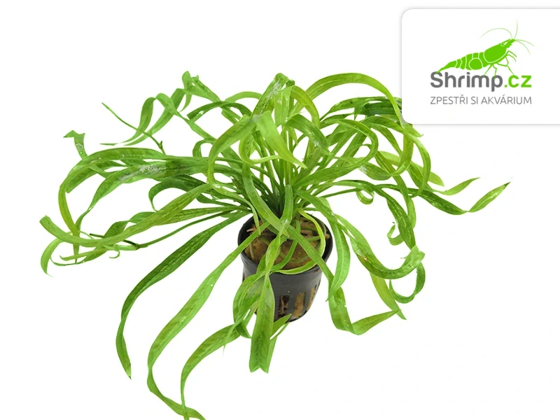 Echinodorus Vesuvius - košík
