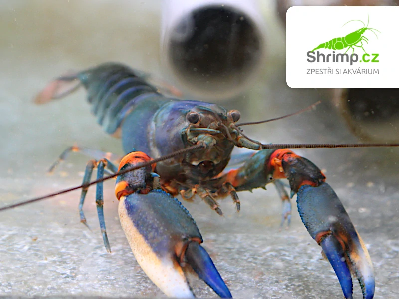 Rak Blue Kong - samice - Cherax alyciae