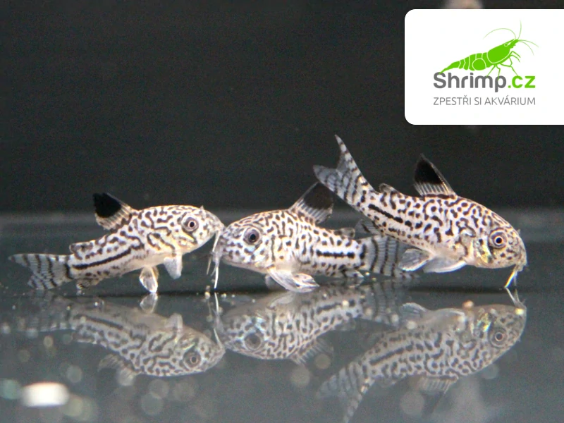 Pancéřníček leopardí – Corydoras julii