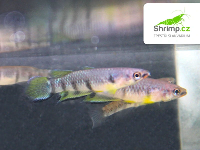 Panchax příčnopásý - Epiplatys dageti