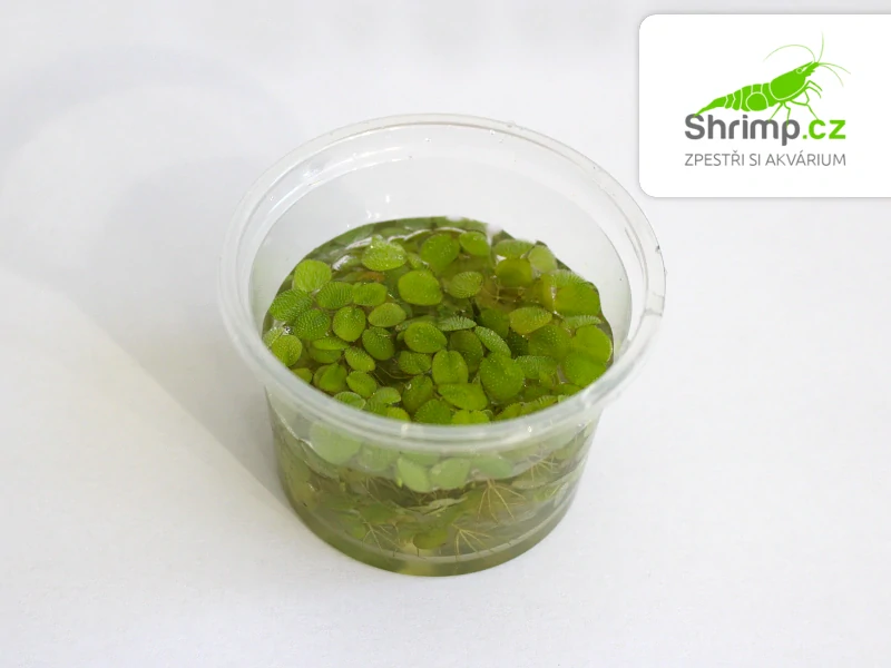 Salvinia minima 100 ml