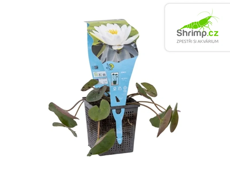 Nymphaea alba – košík 11x11 cm