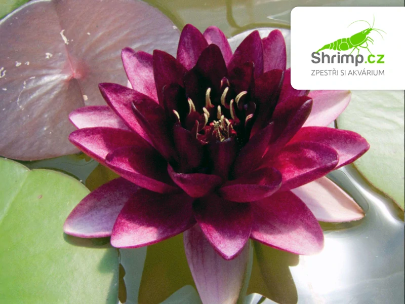 Nymphaea 'Perry Almost Black' – košík 11x11 cm