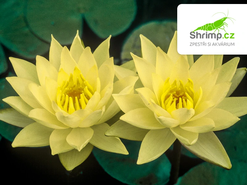 Nymphaea 'Joey Tomocik' – košík 11x11 cm