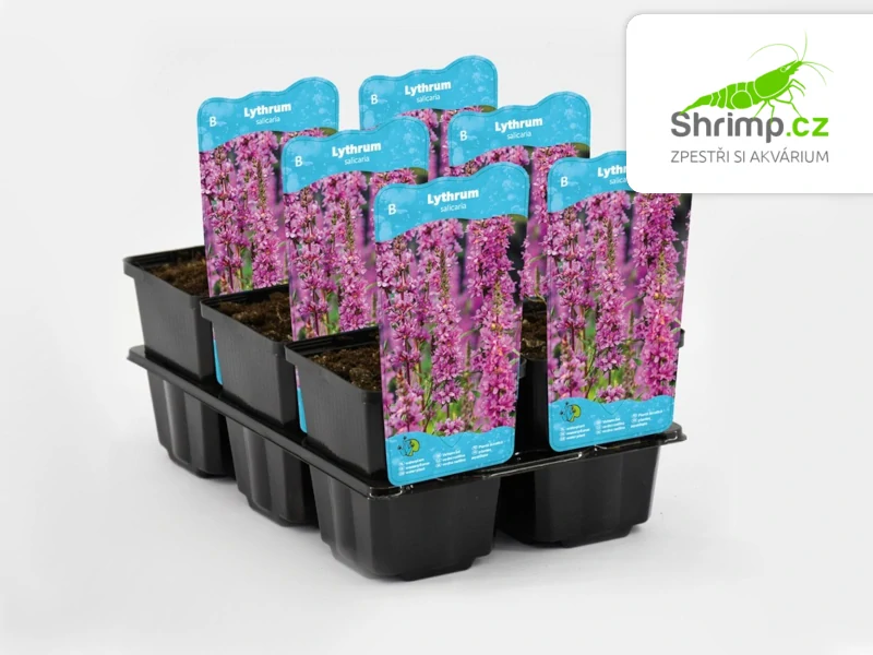 Lythrum salicaria – košík 9x9 cm