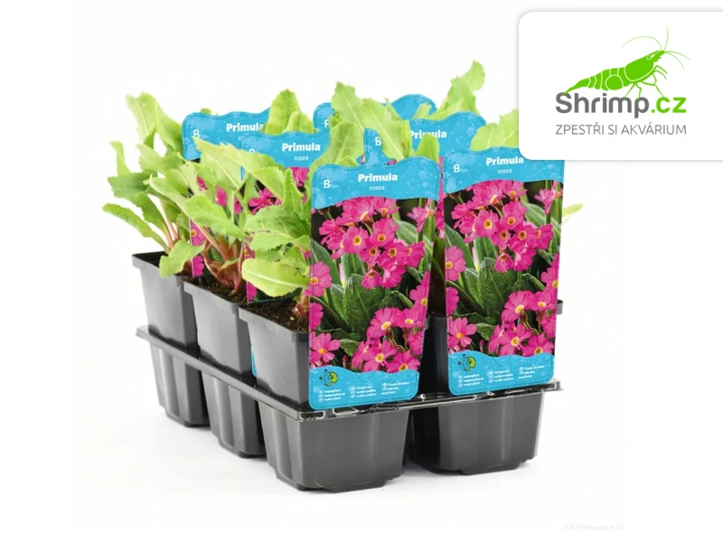 Primula rosea – košík 9x9 cm