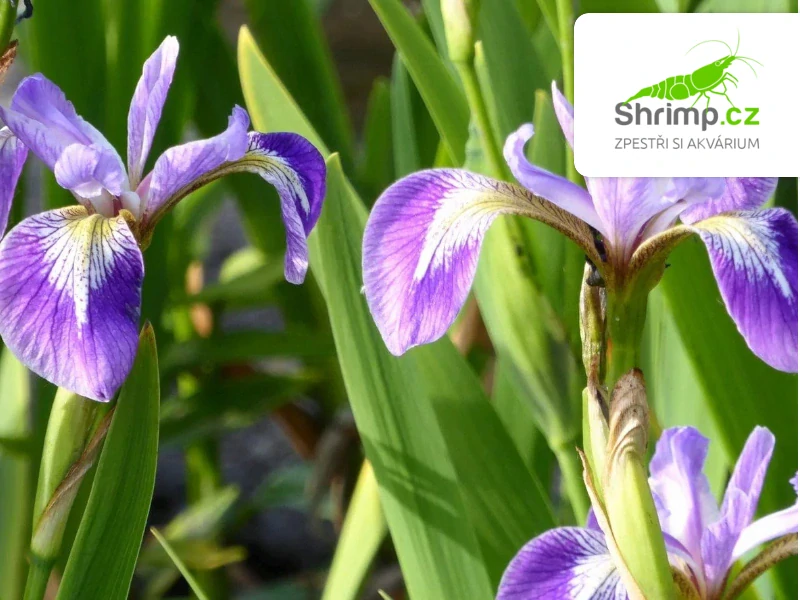 Iris pseudacorus Blue – blistr 18 cm