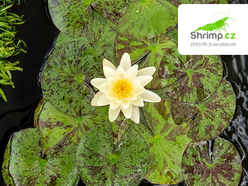 Nymphaea 'Chromatella' – blistr 18 cm