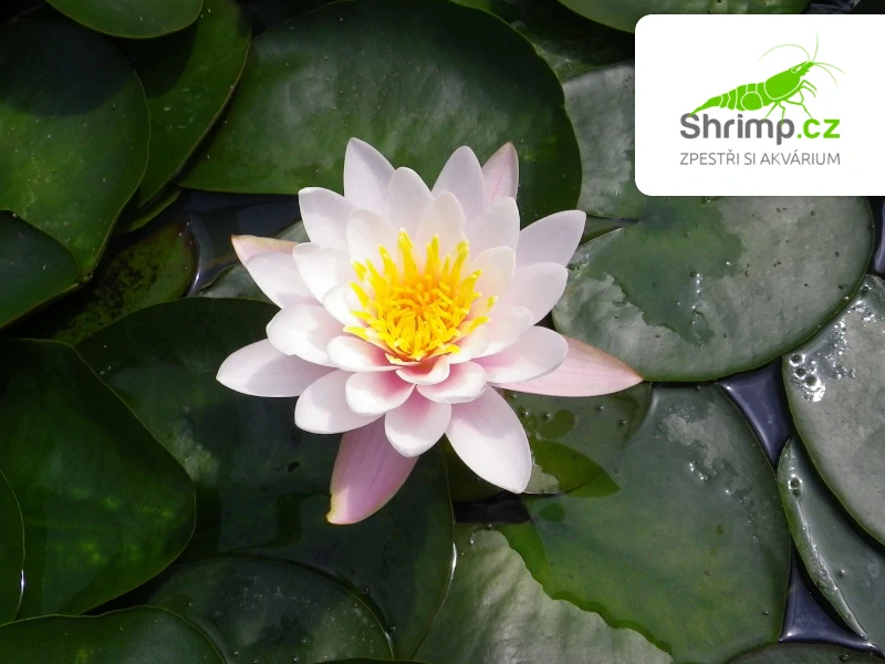 Nymphaea ‘Marliacea Carnea’ – blistr 18 cm
