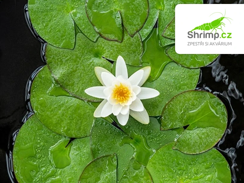 Nymphaea alba – blistr 18 cm