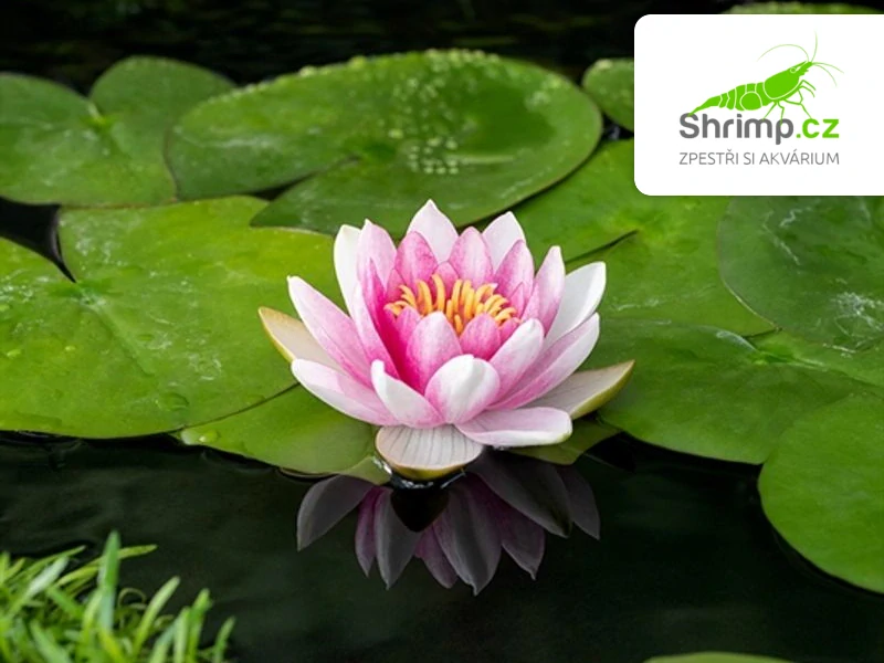 Trio leknínů (Nymphaea ‘Alba’, ‘Attraction’, ‘Chromatella’) – blistr