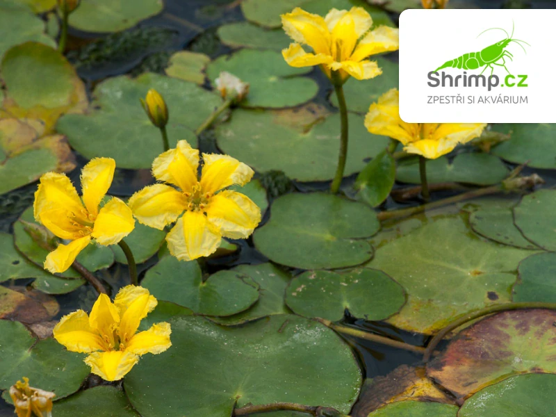 Nymphoides peltata – košík 11x11 cm 