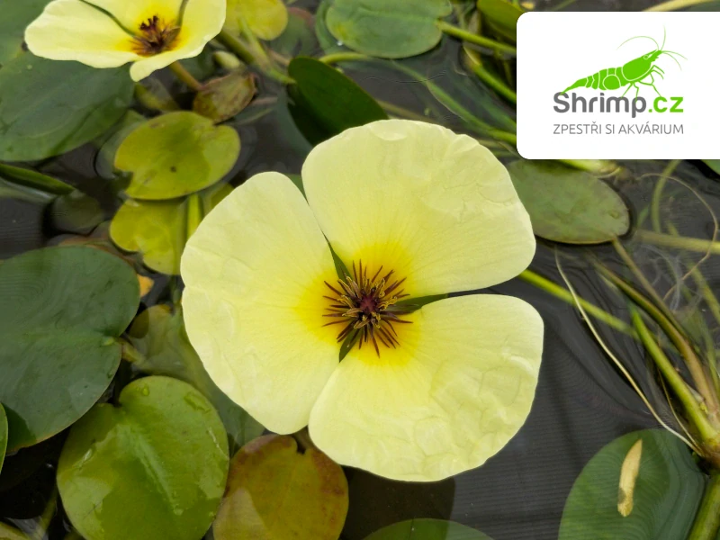 Hydrocleys nymphoides – pohár Ø 12 cm