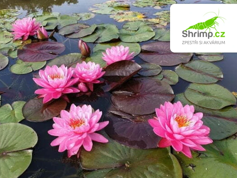 Nymphaea 'Fire Opal' – košík 11x11 cm