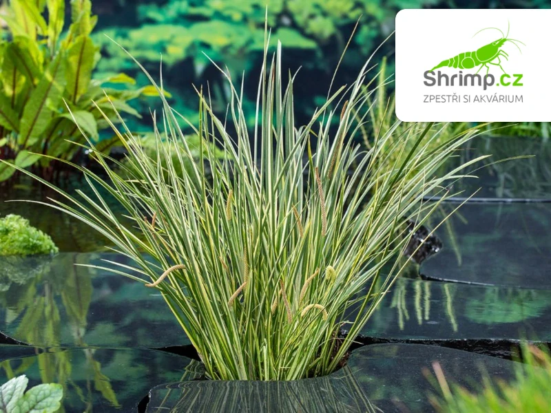 Acorus calamus Gramineus – košík 9x9 cm