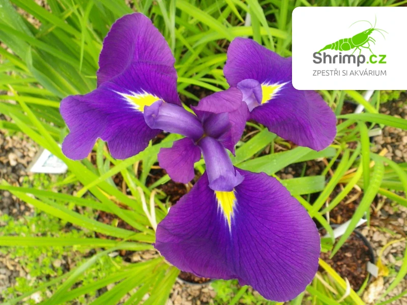 Iris kaempferi – košík 9x9 cm