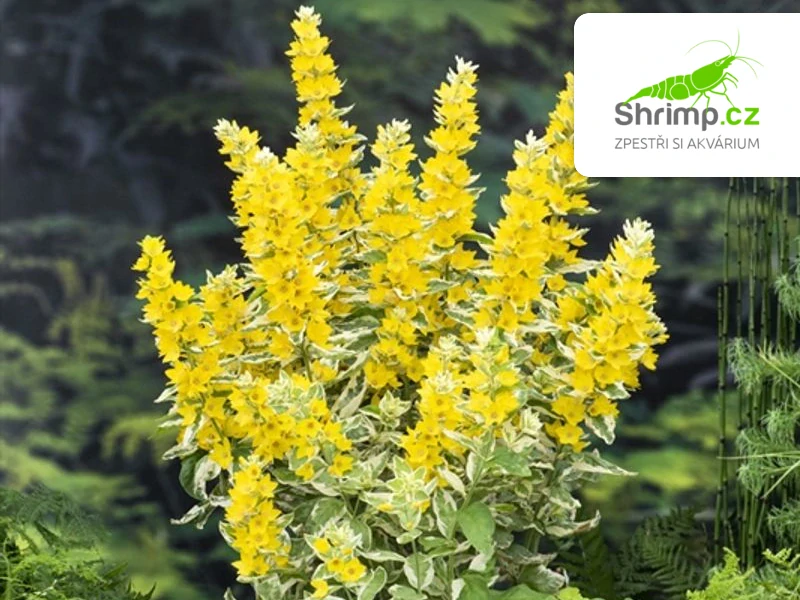 Lysimachia 'Variegata' – košík 9x9 cm
