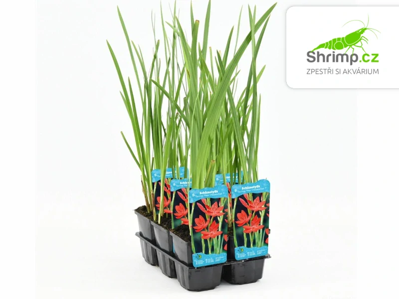 Schizostylis coccinea 'Major' – košík 9x9 cm