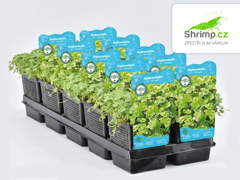Hydrocotyle sib. ’Variegata’  – košík 11x11 cm